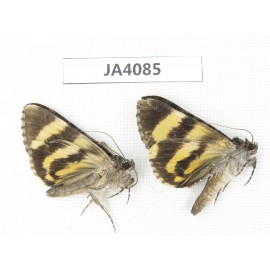 Noctuidae sp. China, Tibet, Linzhi area, Bomi county. 2Pcs. JA4085.
