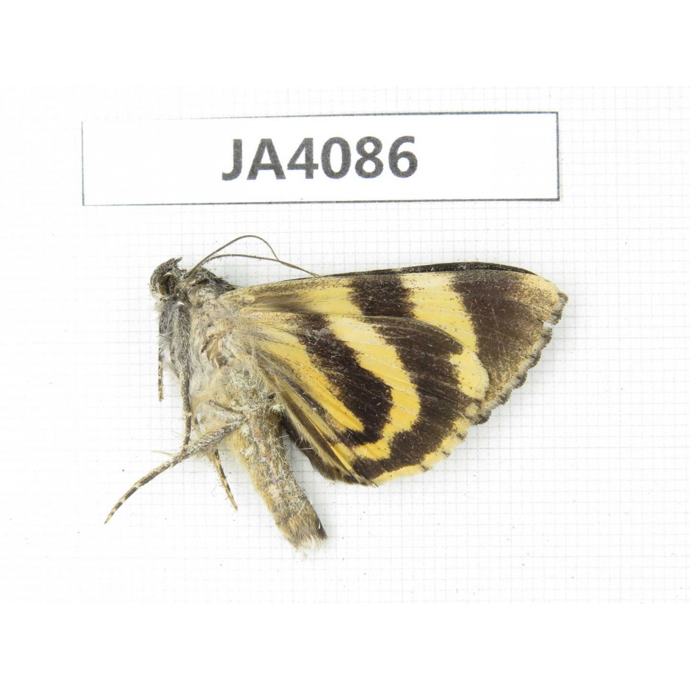 Noctuidae sp. China, Tibet, Linzhi area, Bomi county. 1Pcs. JA4086.