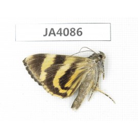 Noctuidae sp. China, Tibet, Linzhi area, Bomi county. 1Pcs. JA4086.