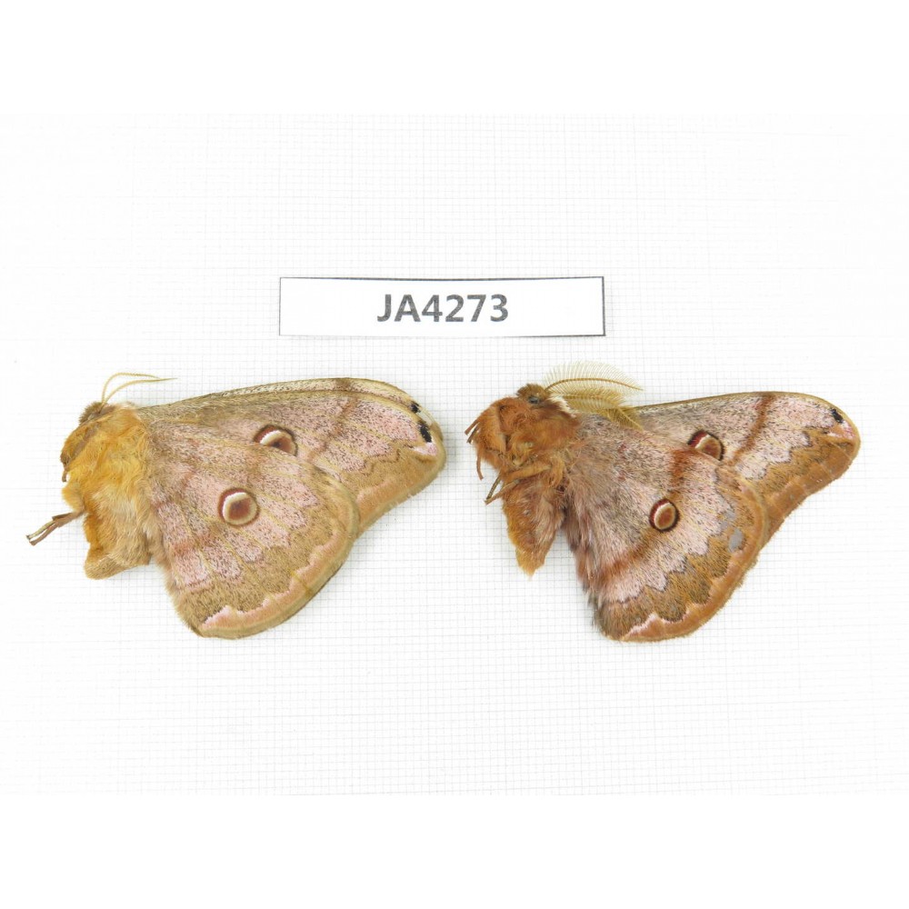 Saturniidae sp. China, Heilongjiang, Jiamusi. 1P. JA4273.