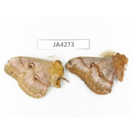 Saturniidae sp. China, Heilongjiang, Jiamusi. 1P. JA4273.