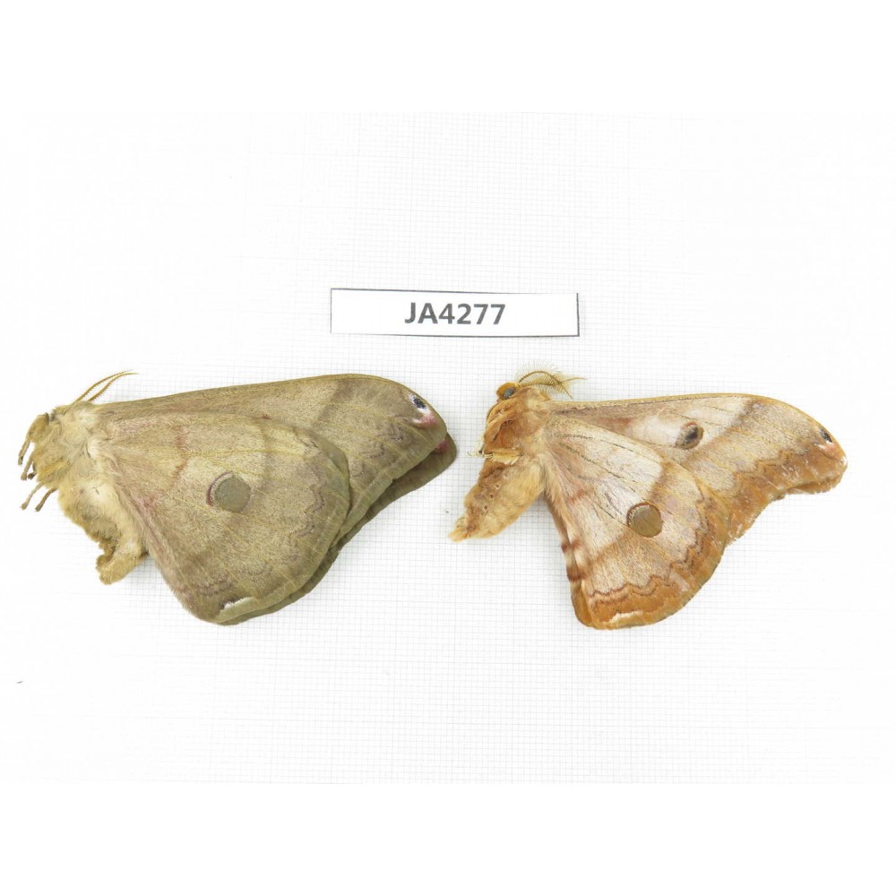Saturniidae sp. China, Heilongjiang, Jiamusi. 1P. JA4277.