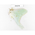Saturniidae sp. China, Heilongjiang, Jiamusi. 1M. JA4278.
