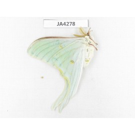 Saturniidae sp. China, Heilongjiang, Jiamusi. 1M. JA4278.