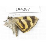 Noctuidae sp. China, Tibet, Linzhi area, Bomi county. 1Pcs. JA4287.