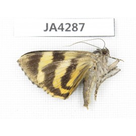 Noctuidae sp. China, Tibet, Linzhi area, Bomi county. 1Pcs. JA4287.