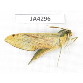 Sphingidae sp. China, Yunnan, Nujiang, N of Mt.Biluoxueshan. 2Pcs. JA4296.