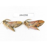 Sphingidae sp. China, Yunnan, Nujiang, N of Mt.Biluoxueshan. 2Pcs. JA4298.