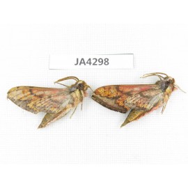 Sphingidae sp. China, Yunnan, Nujiang, N of Mt.Biluoxueshan. 2Pcs. JA4298.