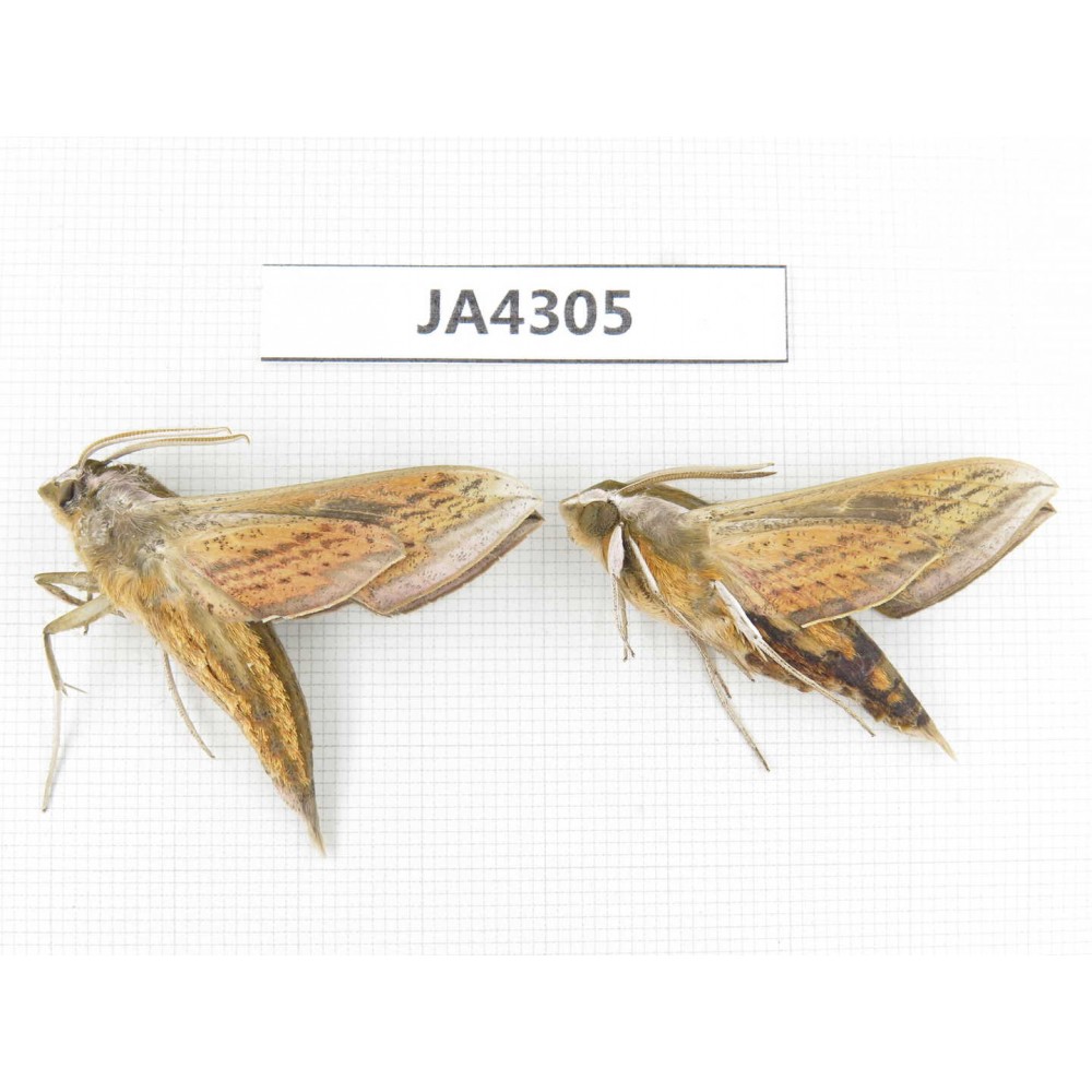 Sphingidae sp. China, Heilongjiang, Jiamusi. 2Pcs. JA4305.