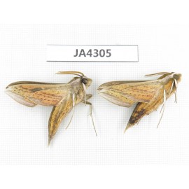Sphingidae sp. China, Heilongjiang, Jiamusi. 2Pcs. JA4305.