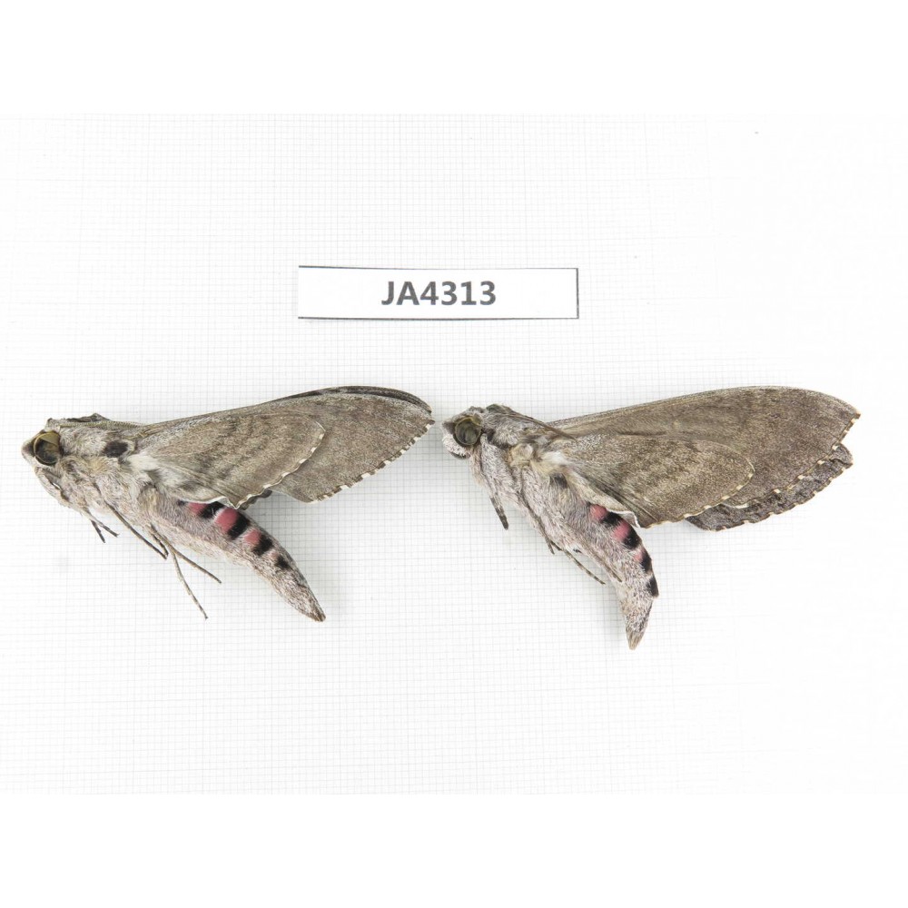 Sphingidae sp. China, Heilongjiang, Jiamusi. 2Pcs. JA4313.