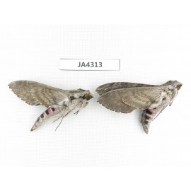 Sphingidae sp. China, Heilongjiang, Jiamusi. 2Pcs. JA4313.