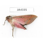 Sphingidae sp. China, Yunnan, Dali, Yangbi county, S of Mt.Cangshan.1Pcs. JA4335.