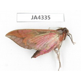 Sphingidae sp. China, Yunnan, Dali, Yangbi county, S of Mt.Cangshan.1Pcs. JA4335.