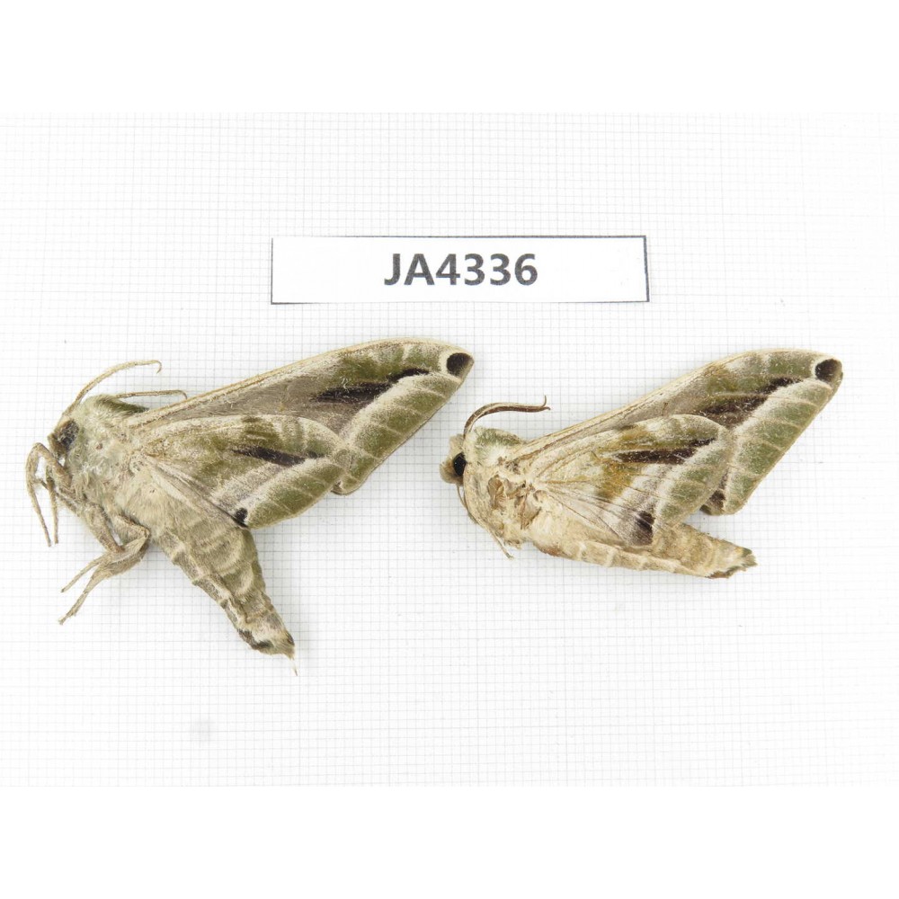 Sphingidae sp. China, Yunnan, Dali, Yangbi county, S of Mt.Cangshan.2Pcs. JA4336.