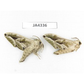Sphingidae sp. China, Yunnan, Dali, Yangbi county, S of Mt.Cangshan.2Pcs. JA4336.