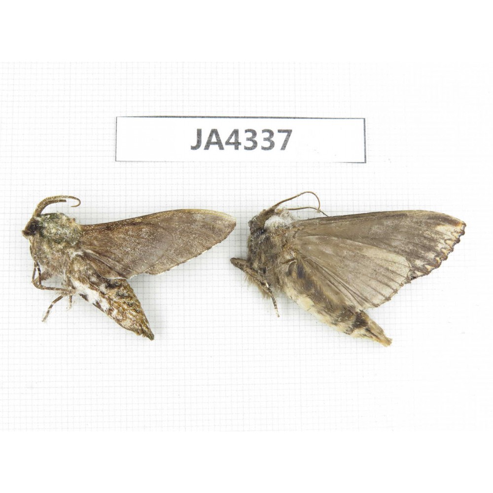 Sphingidae sp. China, Yunnan, Dali, Yangbi county, S of Mt.Cangshan.2Pcs. JA4337.