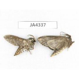 Sphingidae sp. China, Yunnan, Dali, Yangbi county, S of Mt.Cangshan.2Pcs. JA4337.