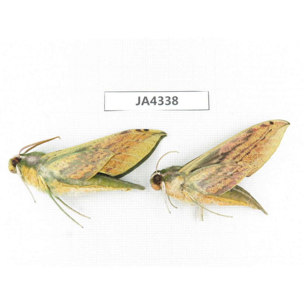 Sphingidae sp. China, Yunnan, Dali, Yangbi county, S of Mt.Cangshan.2Pcs. JA4338.