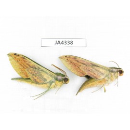 Sphingidae sp. China, Yunnan, Dali, Yangbi county, S of Mt.Cangshan.2Pcs. JA4338.