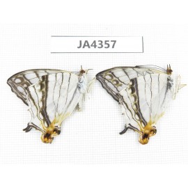 Cyrestis thyodamas. China, S of Gansu, Wenxian county. 2M. JA4357.