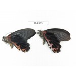 Papilio alcmenor ssp. China, S of Gansu, Wenxian county. 2M. JA4383.