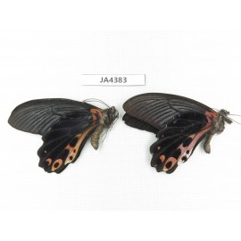 Papilio alcmenor ssp. China, S of Gansu, Wenxian county. 2M. JA4383.