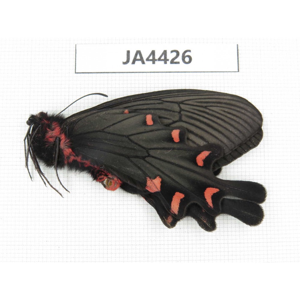 Byasa plutonius plutonius. China, W of Sichuan, Ganzi, Mt. Gonggashan. 1M. JA4426.