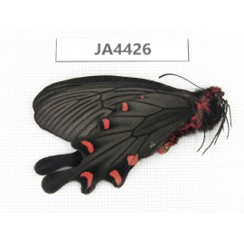 Byasa plutonius plutonius. China, W of Sichuan, Ganzi, Mt. Gonggashan. 1M. JA4426.