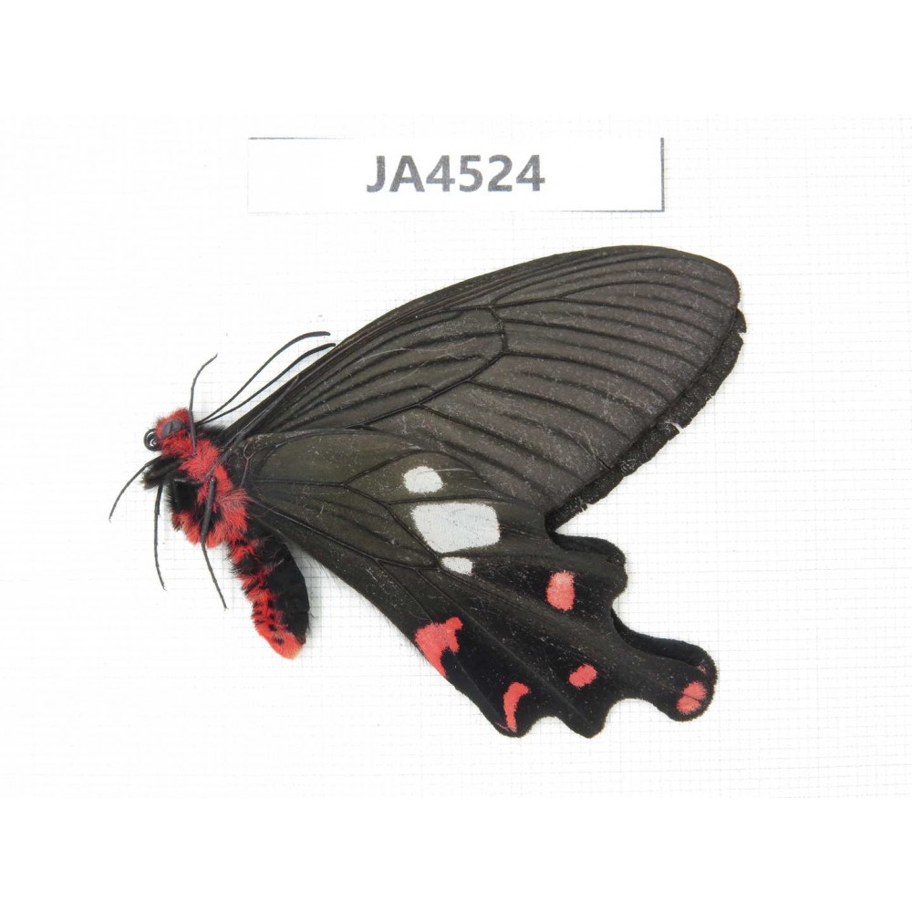 Byasa polyeuctes polyeuctes. China, Yunnan, Xiangerila, Weixi county.1M. JA4524.
