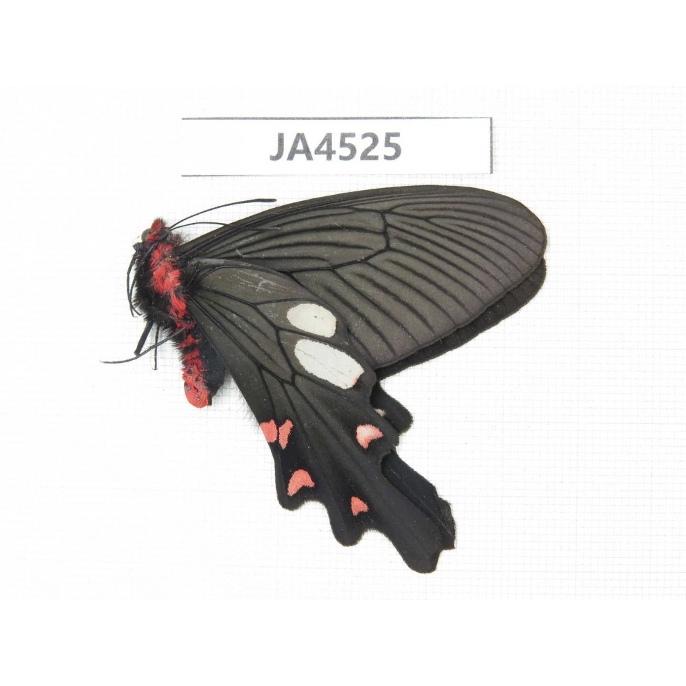 Byasa nevilli ssp. China, Yunnan, Xiangerila, Weixi county. 1M. JA4525.