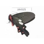 Byasa nevilli ssp. China, Yunnan, Xiangerila, Weixi county. 1M. JA4525.