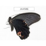 Papilio protenor ssp. China, Yunnan, Nujiang valley, N of Mt.Biluoxueshan. 1M. JA4586.