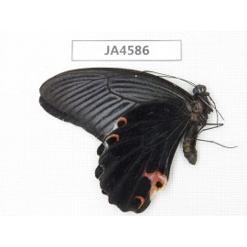 Papilio protenor ssp. China, Yunnan, Nujiang valley, N of Mt.Biluoxueshan. 1M. JA4586.