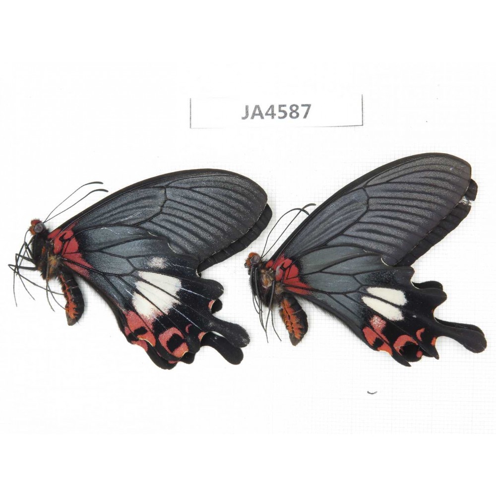 Papilio boots ssp. China, Yunnan, Nujiang valley, N of Mt.Biluoxueshan. 2M. JA4587.