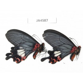 Papilio boots ssp. China, Yunnan, Nujiang valley, N of Mt.Biluoxueshan. 2M. JA4587.