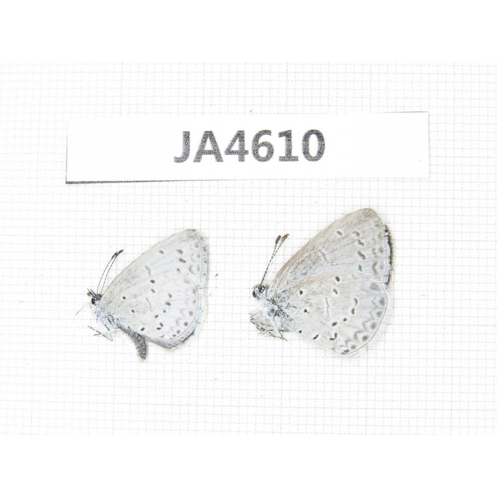 Celastrina sp. China, Yunnan, Xiangerila, Mt.Baimaxueshan. 2M. JA4610.