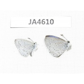 Celastrina sp. China, Yunnan, Xiangerila, Mt.Baimaxueshan. 2M. JA4610.