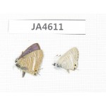 Lampides boeticus. China, Yunnan, Xiangerila, Mt.Baimaxueshan. 2M. JA4611.