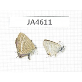 Lampides boeticus. China, Yunnan, Xiangerila, Mt.Baimaxueshan. 2M. JA4611.