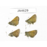 Thoressa sp. China, Yunnan, Xiangerila, Mt.Xiaoxueshan. 4M. JA4629.