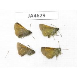 Thoressa sp. China, Yunnan, Xiangerila, Mt.Xiaoxueshan. 4M. JA4629.