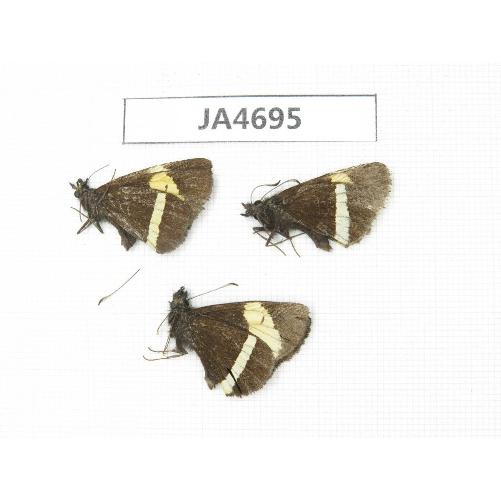 Barca bicolor. China, Yunnan, Xiangerila, Deqin county. 3M. JA4695.