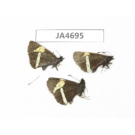 Barca bicolor. China, Yunnan, Xiangerila, Deqin county. 3M. JA4695.