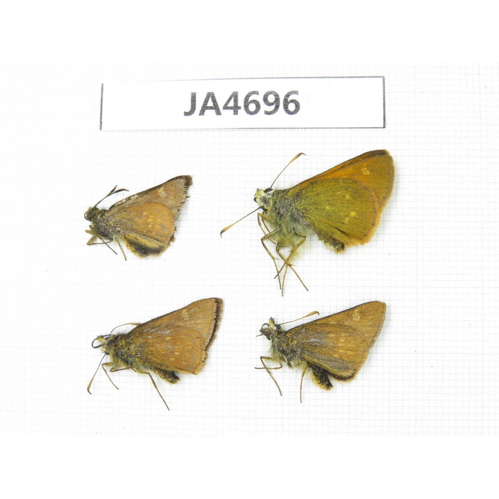 Thoressa sp. China, Yunnan, Xiangerila, Deqin county. 4M. JA4696.
