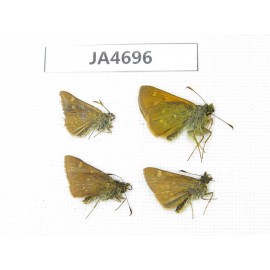 Thoressa sp. China, Yunnan, Xiangerila, Deqin county. 4M. JA4696.