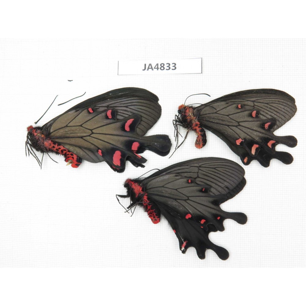 Byasa plutonius. China, Yunnan, Lijiang, C of Mt.Yunling. 2M1F. JA4833.
