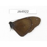 Euploea midamus. China, Yunnan, Dali, Yangbi county. 1M. JA4922.