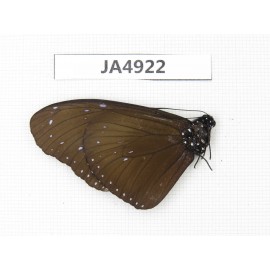 Euploea midamus. China, Yunnan, Dali, Yangbi county. 1M. JA4922.